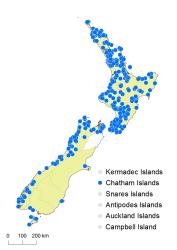 Asplenium bulbiferum distribution map based on databased records at AK, CHR, OTA & WELT.
 Image: K. Boardman © Landcare Research 2017 CC BY 3.0 NZ
